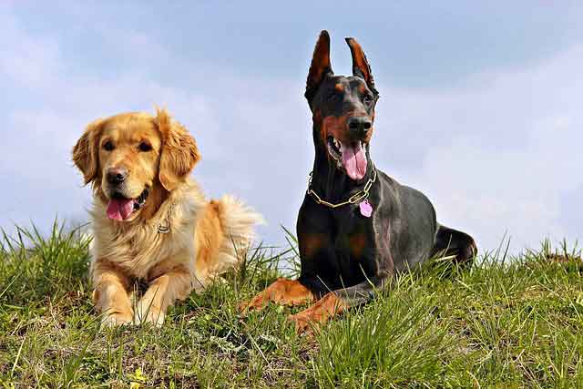 doberman-1312570_640