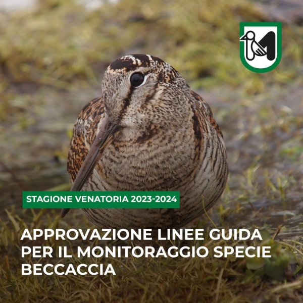 beccaccia