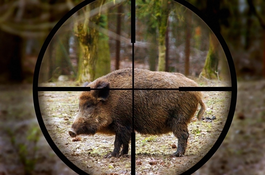 caccia_al_cinghiale-1