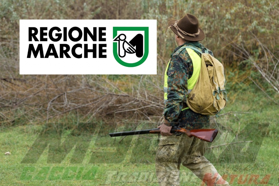 marche